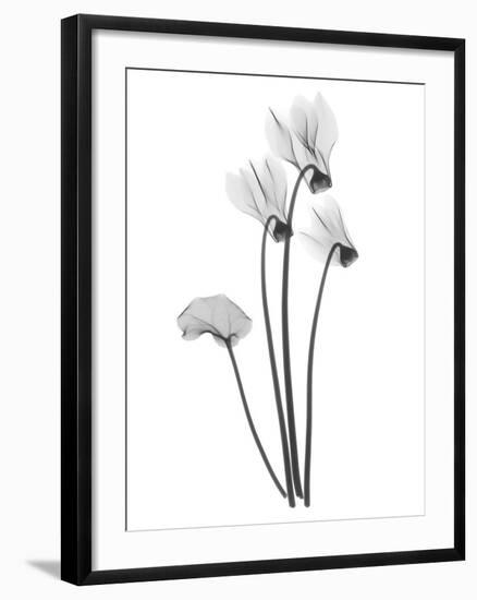 Cyclamen-Albert Koetsier-Framed Art Print