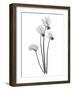 Cyclamen-Albert Koetsier-Framed Art Print