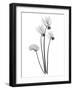 Cyclamen-Albert Koetsier-Framed Art Print