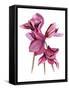 Cyclamen-Hiroyuki Izutsu-Framed Stretched Canvas