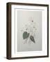 Cyclamen-Pierre-Joseph Redoute-Framed Art Print