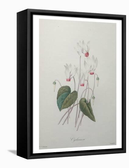 Cyclamen-Pierre-Joseph Redoute-Framed Stretched Canvas