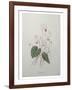 Cyclamen-Pierre-Joseph Redoute-Framed Art Print