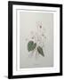 Cyclamen-Pierre-Joseph Redoute-Framed Art Print