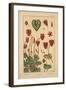 Cyclamen-null-Framed Giclee Print