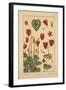 Cyclamen-null-Framed Giclee Print