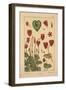 Cyclamen-null-Framed Giclee Print