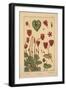 Cyclamen-null-Framed Giclee Print