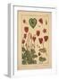 Cyclamen-null-Framed Giclee Print