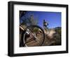 Cyclist in a Mountain Biking Race, Denver, Colorado, USA-null-Framed Photographic Print