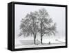 Cyclist Passes a Tree Covered with Snow, Southern Germany-null-Framed Stretched Canvas