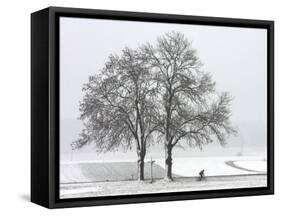 Cyclist Passes a Tree Covered with Snow, Southern Germany-null-Framed Stretched Canvas