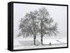 Cyclist Passes a Tree Covered with Snow, Southern Germany-null-Framed Stretched Canvas