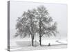 Cyclist Passes a Tree Covered with Snow, Southern Germany-null-Stretched Canvas