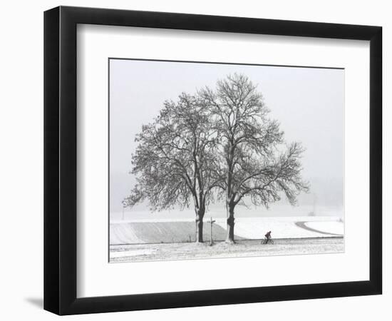 Cyclist Passes a Tree Covered with Snow, Southern Germany-null-Framed Photographic Print