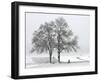 Cyclist Passes a Tree Covered with Snow, Southern Germany-null-Framed Photographic Print