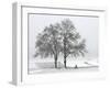 Cyclist Passes a Tree Covered with Snow, Southern Germany-null-Framed Photographic Print