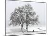 Cyclist Passes a Tree Covered with Snow, Southern Germany-null-Mounted Photographic Print