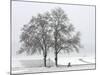 Cyclist Passes a Tree Covered with Snow, Southern Germany-null-Mounted Photographic Print