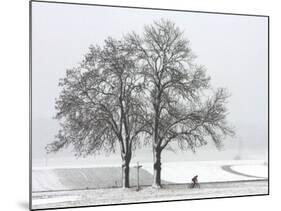 Cyclist Passes a Tree Covered with Snow, Southern Germany-null-Mounted Photographic Print