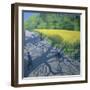 Cyclists and Yellow Field, Kedleston, Derby-Andrew Macara-Framed Giclee Print