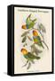 Cyclopsittacus Cervicalis - Southern Ringed Perroquet-John Gould-Framed Stretched Canvas