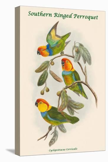 Cyclopsittacus Cervicalis - Southern Ringed Perroquet-John Gould-Stretched Canvas