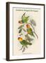 Cyclopsittacus Cervicalis - Southern Ringed Perroquet-John Gould-Framed Art Print