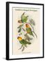 Cyclopsittacus Cervicalis - Southern Ringed Perroquet-John Gould-Framed Art Print