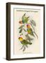Cyclopsittacus Cervicalis - Southern Ringed Perroquet-John Gould-Framed Art Print