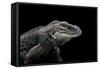 Cyclura Cornuta (Rhinoceros Iguana)-Paul Starosta-Framed Stretched Canvas