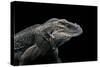 Cyclura Cornuta (Rhinoceros Iguana)-Paul Starosta-Stretched Canvas