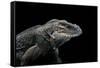 Cyclura Cornuta (Rhinoceros Iguana)-Paul Starosta-Framed Stretched Canvas