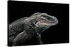 Cyclura Cornuta (Rhinoceros Iguana)-Paul Starosta-Stretched Canvas