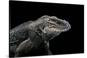 Cyclura Cornuta (Rhinoceros Iguana)-Paul Starosta-Stretched Canvas