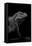 Cyclura Cornuta (Rhinoceros Iguana)-Paul Starosta-Framed Stretched Canvas