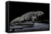 Cyclura Cornuta (Rhinoceros Iguana)-Paul Starosta-Framed Stretched Canvas