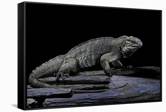 Cyclura Cornuta (Rhinoceros Iguana)-Paul Starosta-Framed Stretched Canvas