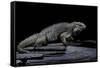 Cyclura Cornuta (Rhinoceros Iguana)-Paul Starosta-Framed Stretched Canvas