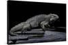 Cyclura Cornuta (Rhinoceros Iguana)-Paul Starosta-Stretched Canvas