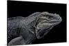 Cyclura Cornuta (Rhinoceros Iguana)-Paul Starosta-Stretched Canvas