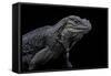 Cyclura Cornuta (Rhinoceros Iguana)-Paul Starosta-Framed Stretched Canvas