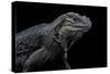 Cyclura Cornuta (Rhinoceros Iguana)-Paul Starosta-Stretched Canvas