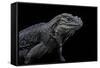 Cyclura Cornuta (Rhinoceros Iguana)-Paul Starosta-Framed Stretched Canvas