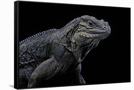 Cyclura Cornuta (Rhinoceros Iguana)-Paul Starosta-Framed Stretched Canvas