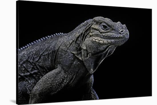 Cyclura Cornuta (Rhinoceros Iguana)-Paul Starosta-Stretched Canvas