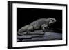 Cyclura Cornuta (Rhinoceros Iguana)-Paul Starosta-Framed Photographic Print