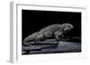 Cyclura Cornuta (Rhinoceros Iguana)-Paul Starosta-Framed Photographic Print