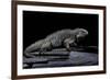 Cyclura Cornuta (Rhinoceros Iguana)-Paul Starosta-Framed Photographic Print