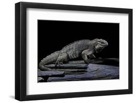 Cyclura Cornuta (Rhinoceros Iguana)-Paul Starosta-Framed Photographic Print